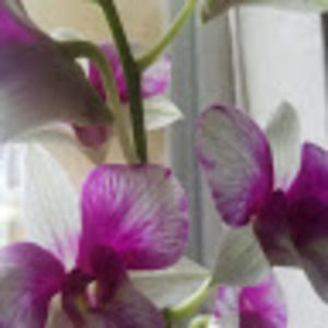 Meet your Posher, Lindia